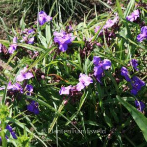 Tradescantia andersoniana 'Good Luck'