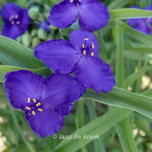 Tradescantia andersoniana 'Leonora'