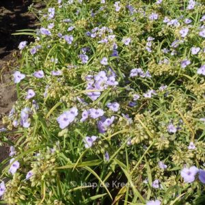 Tradescantia andersoniana 'Little Doll'