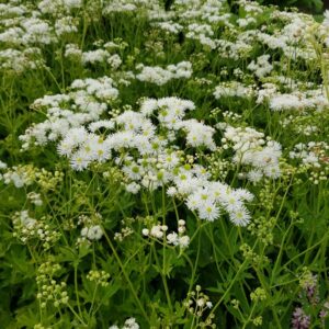 Trautvetteria carolinensis