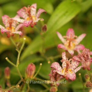 Tricyrtis formosana 'Pink Freckles'