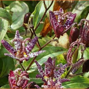 Tricyrtis formosana 'Purple Beauty'