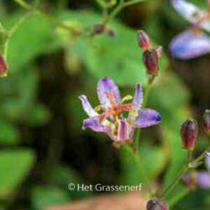 Tricyrtis formosana 'Seiryu'
