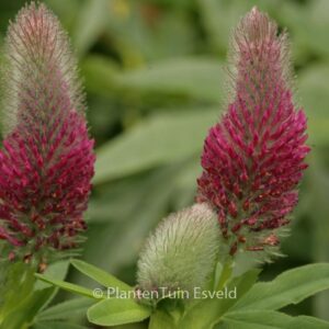 Trifolium rubens