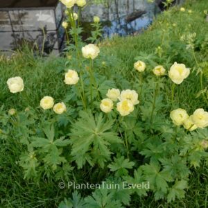 Trollius 'Alabaster'