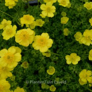 Trollius pumilus
