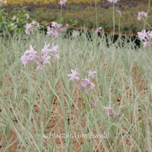 Tulbaghia violacea 'Variegata' (SILVER LACE)