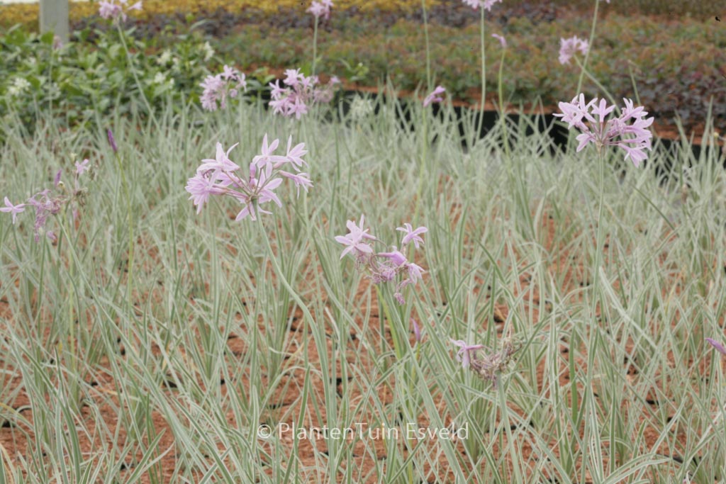 Tulbaghia violacea 'Variegata' (SILVER LACE)
