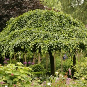 Ulmus 'Camperdownii'