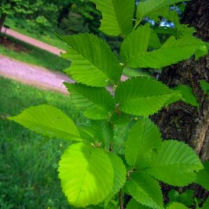 Ulmus 'Dodoens'