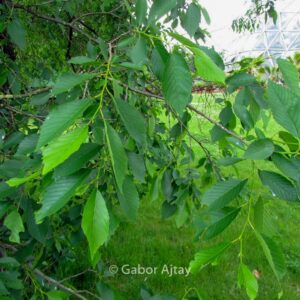 Ulmus 'Sapporo Autumn Gold'