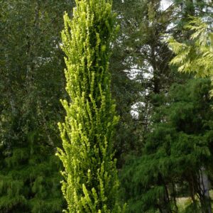 Ulmus hollandica 'Wredei'