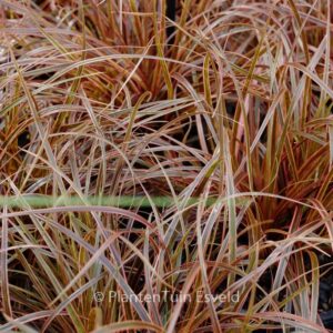 Uncinia rubra 'Everflame'