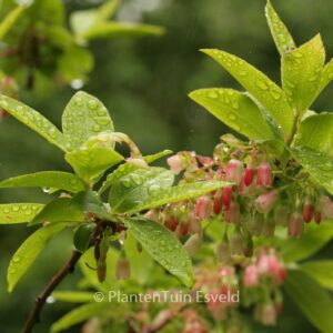Vaccinium arctostaphylos