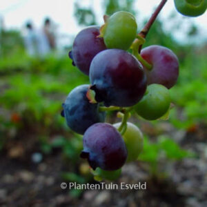 Vaccinium corymbosum 'Bluecrop'