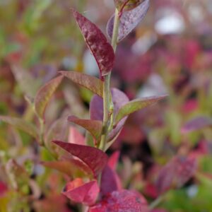 Vaccinium corymbosum 'Bluegold'