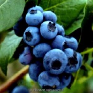 Vaccinium corymbosum 'Bluejay'