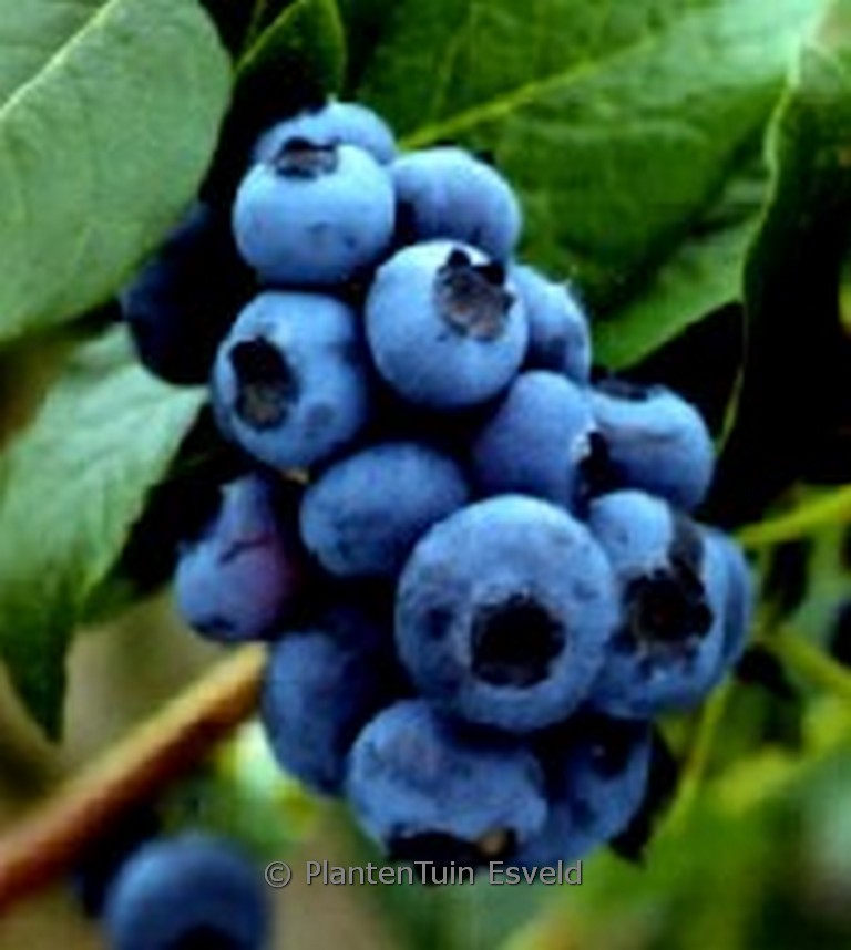 Vaccinium corymbosum 'Bluejay'