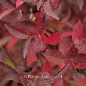 Vaccinium corymbosum 'Darrow'