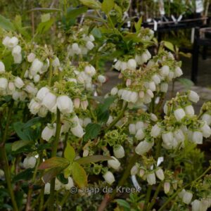 Vaccinium corymbosum 'Duke'