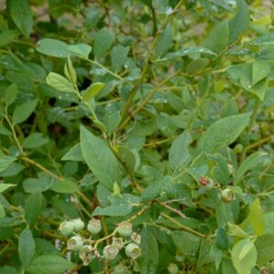 Vaccinium corymbosum 'TH-682' (BLUE SUEDE)