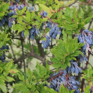 Vaccinium cylindraceum