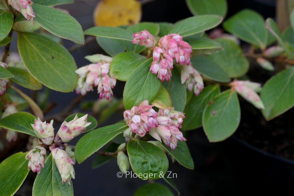 Vaccinium glauco-album