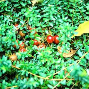 Vaccinium macrocarpon