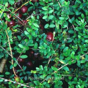 Vaccinium macrocarpon 'Pilgrim'