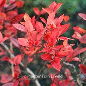 Vaccinium myrtilloides