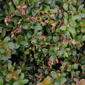 Vaccinium vitis-idaea 'Lirome' (FIREBALLS)