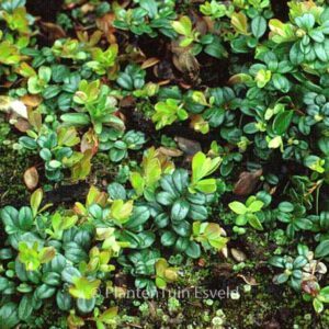 Vaccinium vitis-idaea minus