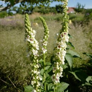 Verbascum nigrum 'Album'