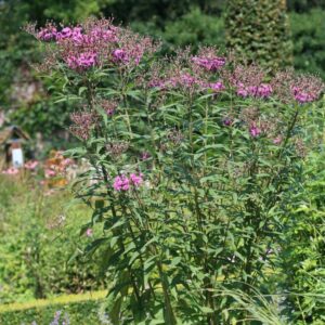 Vernonia noveboracensis