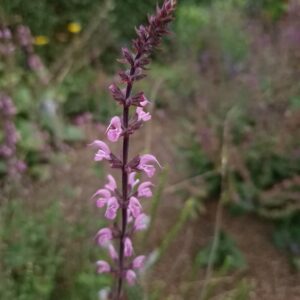 Veronica 'Madame Mercier'