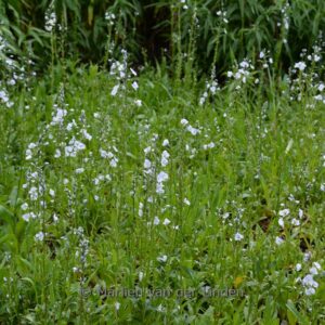 Veronica gentianoides