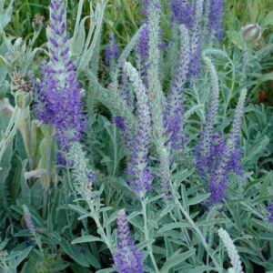 Veronica incana 'Silberteppich'