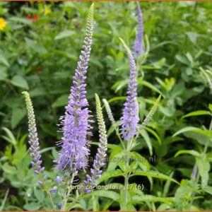 Veronica longifolia