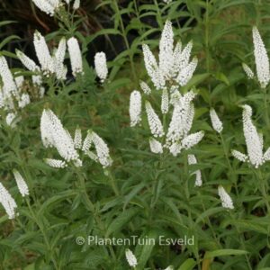 Veronica longifolia 'First Lady'