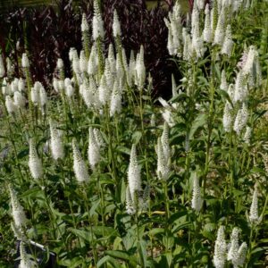 Veronica longifolia 'Melanie White'