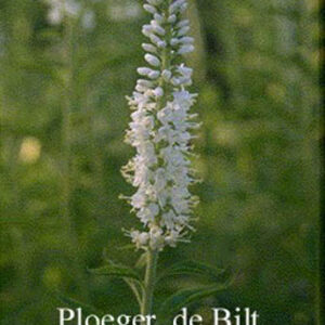 Veronica spicata 'Alba'