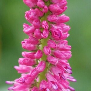 Veronica spicata 'First Love'