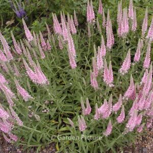 Veronica spicata 'Heidekind'