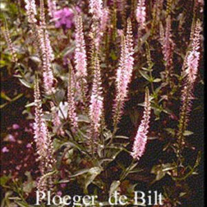 Veronica spicata 'Pink Damask'