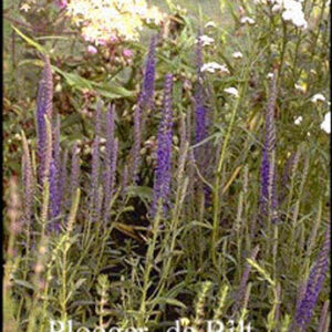 Veronica spicata 'Romiley Purple'