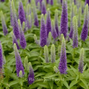 Veronica spicata 'Ulster Dwarf Blue'