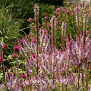 Veronicastrum virginicum 'Adoration'