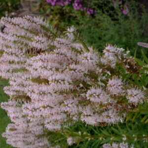 Veronicastrum virginicum 'Challenger'