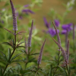 Veronicastrum virginicum 'Cupid'