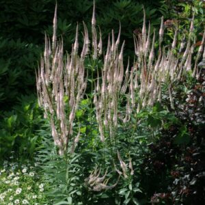 Veronicastrum virginicum 'Pink Glow'